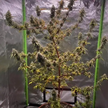Frosty the snowman