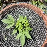 Purp haze 2026