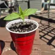 Purp haze 2026