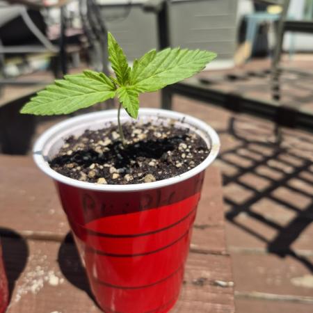 Purp haze 2026