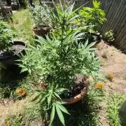 Purp haze 2026
