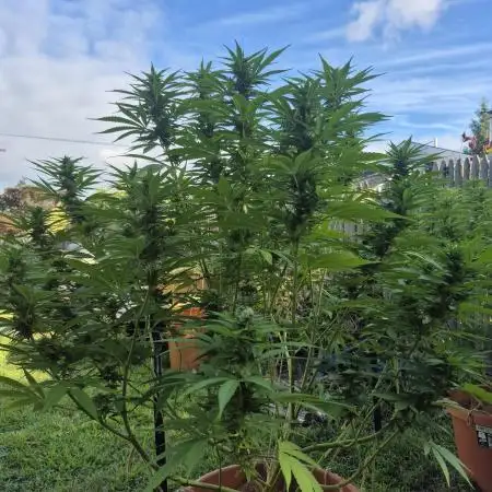 First grow