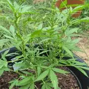 Gorilla/Gelato 26