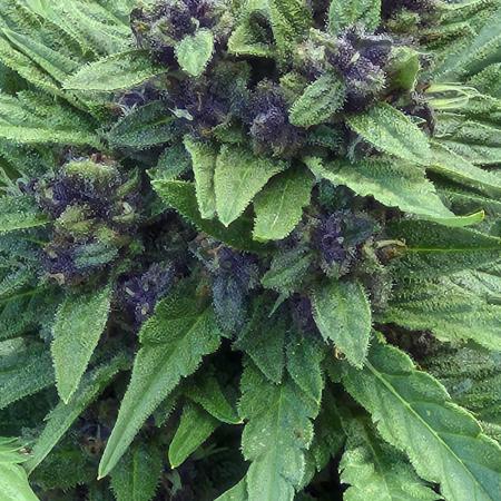 Purp haze 2026