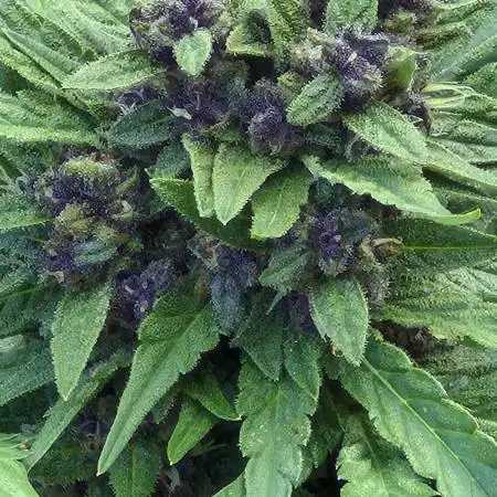 Purp haze 2026