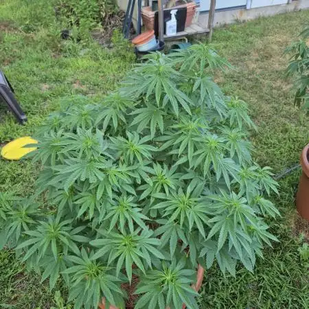 First grow