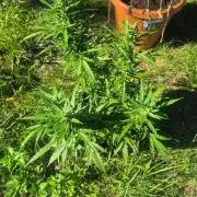 Gorilla/Gelato 26