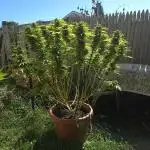 First grow