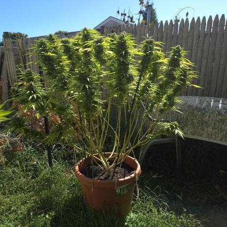 First grow