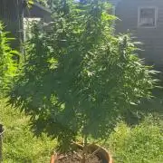 Fuel dog 26