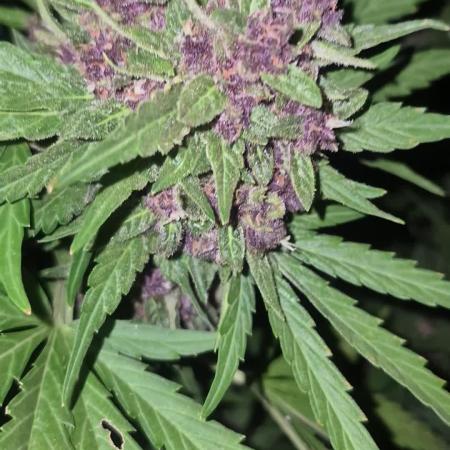 Purp haze 2026