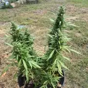 Gorilla/Gelato 26