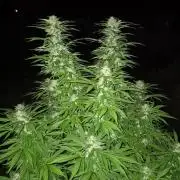 Fuel dog 26