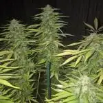 First grow