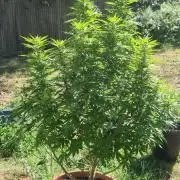 Fuel dog 26