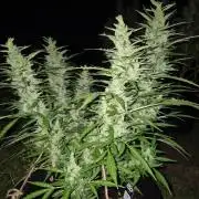 Gorilla/Gelato 26