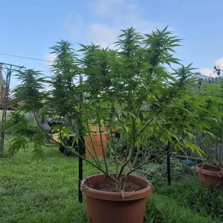 First grow