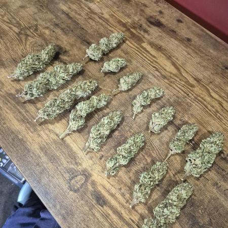 First grow