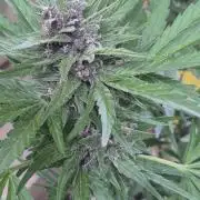 Purp haze 2026