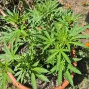 Purp haze 2026