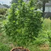 Fuel dog 26