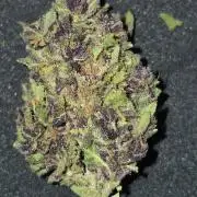 Purp haze 2026