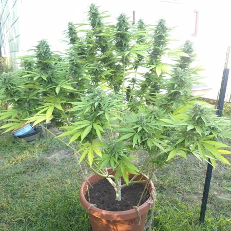 First grow