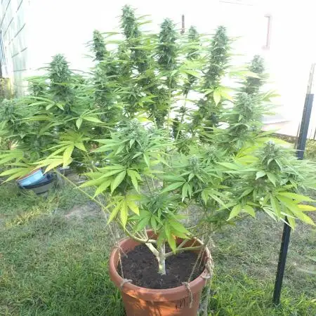 First grow