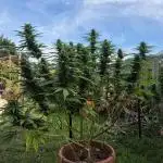 First grow