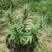 Gorilla/Gelato 26