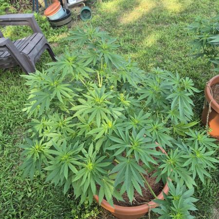 First grow