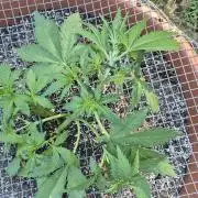 Purp haze 2026
