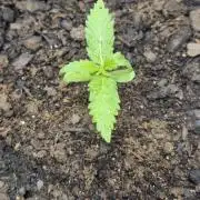 Gorilla/Gelato 26