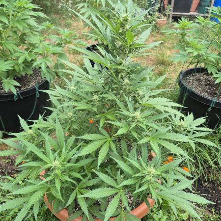 Purp haze 2026