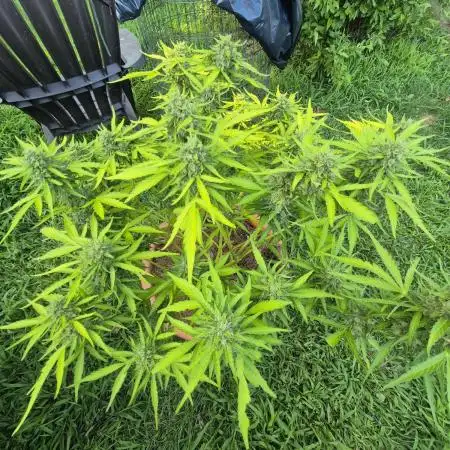 First grow
