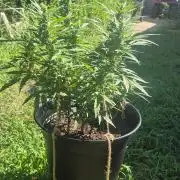 Gorilla/Gelato 26