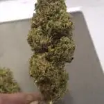 First grow