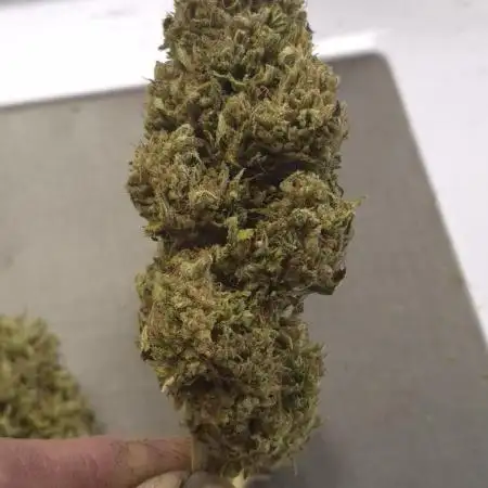 First grow