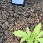 Gorilla/Gelato 26