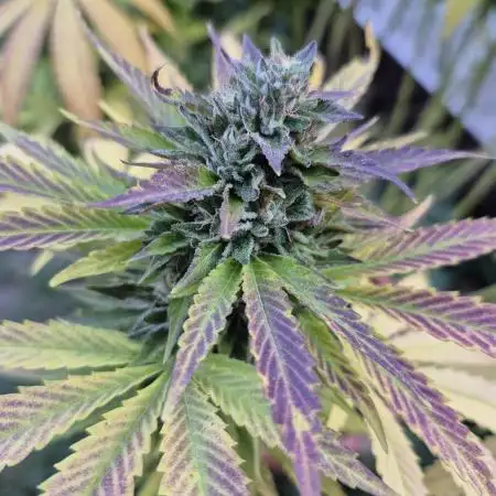 First grow