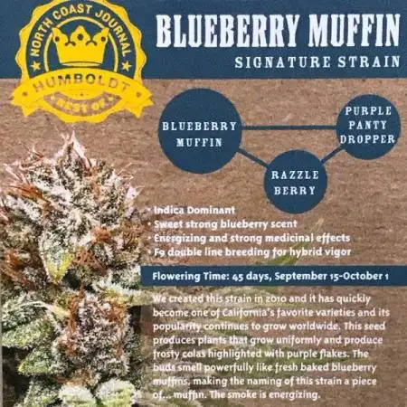 Blueberry Muffins