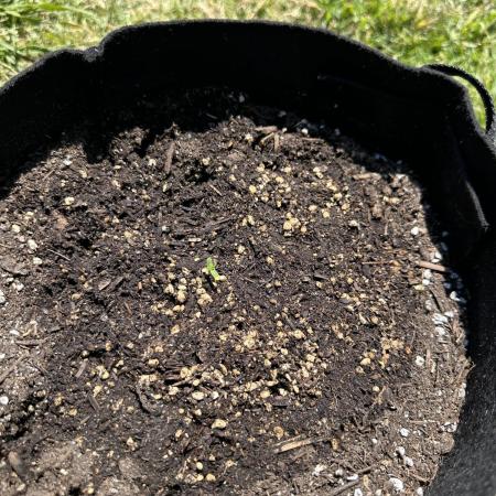 Apple Fritter Auto Royal Queen Seeds
