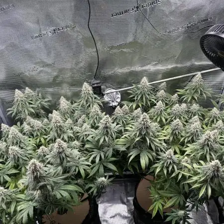 Blueberry Muffins