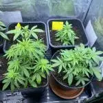 First indoor auto grow to fill up jars