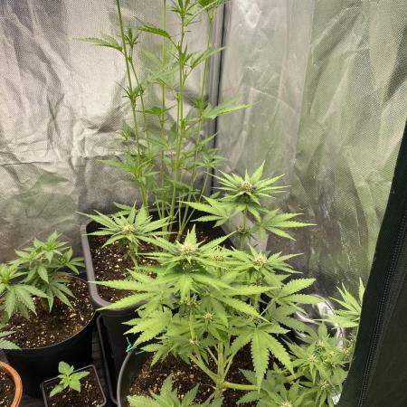 auto grow to fill up jars