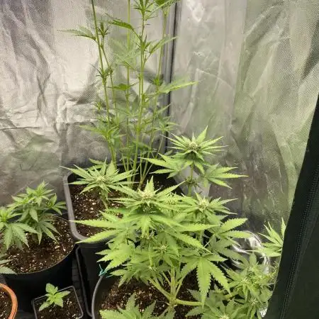 auto grow to fill up jars