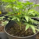 auto grow to fill up jars