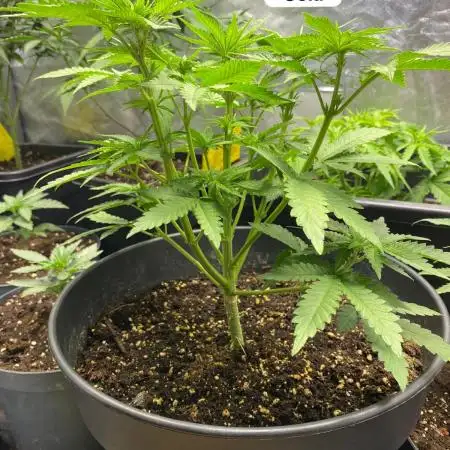 auto grow to fill up jars