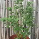 Grow Nr. 1 Jahr 2025