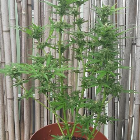 Grow Nr. 1 Jahr 2025